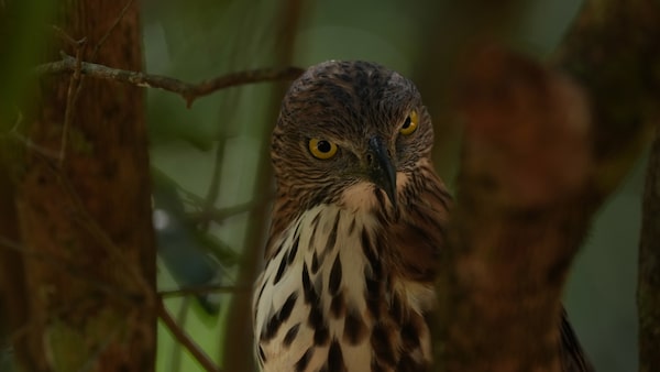 Example image showing a bird on a branch looking toward the camera