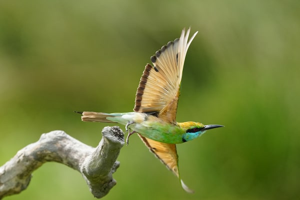 Example image showing the moment that a bird takes flight from a branch