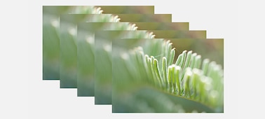 Multiple close-up photos of plants in a row