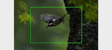 Portrait of a bird in flight, illustrating high image resolution that allows image cropping to magnify captured images