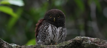 Photo of a small owl perched on a branch