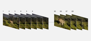 Illustration showing multiple, consecutively shot images of wildlife