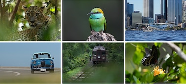 Sample photos of recognizable subjects: leopard, bird, airplane, car, train, butterfly.