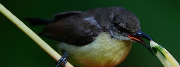 Photo of a small bird