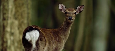 Portrait of a deer, illustrating the camera's use of Fast Hybrid AF when making movies