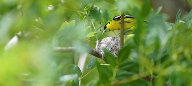 Example image of a small yellow bird seen though branches